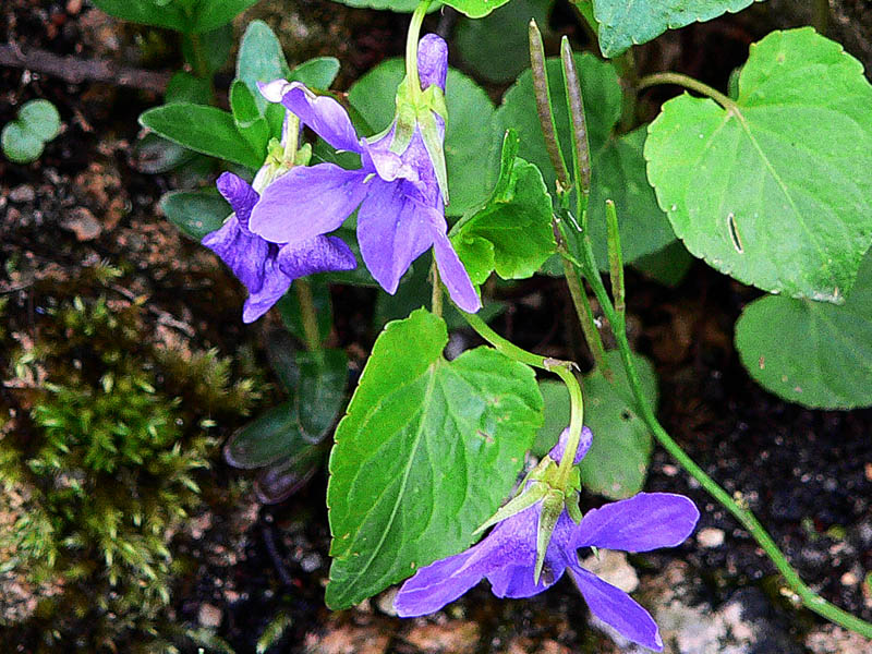 Viola reichenbachiana in Sardegna